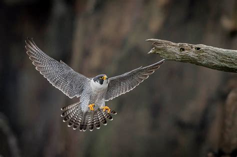 Peregrine Falcon Landing Photograph by Joe Gliozzo - Pixels