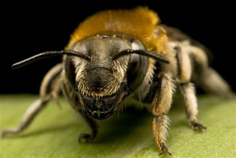 Honey bee species || BeeKeeping