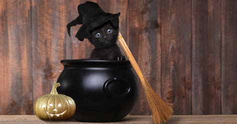 Why Are Black Cats Associated with Halloween? – Furtropolis