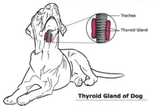 Learn About Thyroid Cancer in Dogs | PetCure Oncology