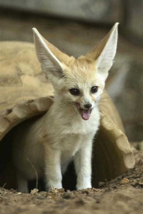 Fennec Fox as Pets? Things to know before taking them as pets!