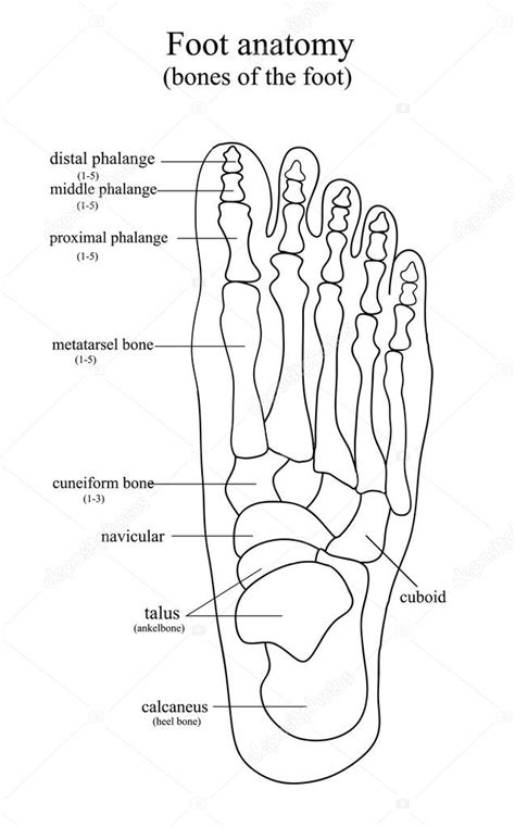 Skeleton Foot Drawing