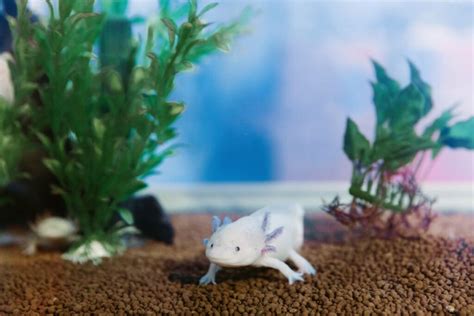 25 Best Plants For Axolotl Tank | Houseplant Alley