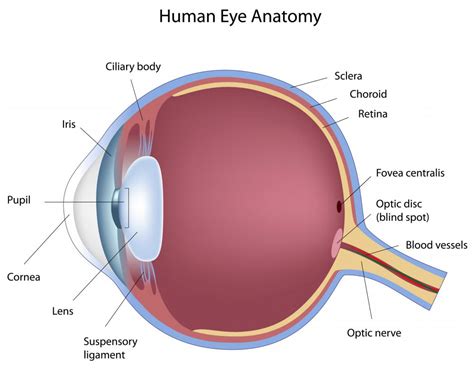 What Are Eye Dilating Drops? (with pictures)