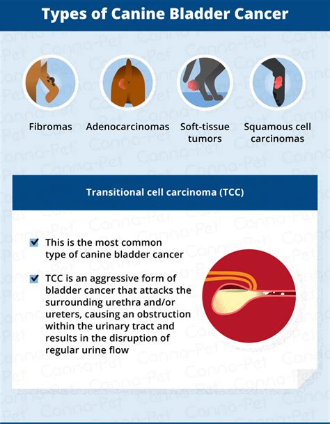 Bladder Cancer in Dogs | Canna-Pet®