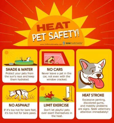 Heatstroke Awareness | Hall Veterinary Surgery