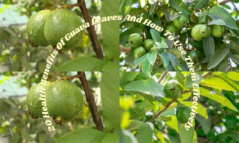 20 Health Benefits Of Guava Leaves And How To Use Them Effectively