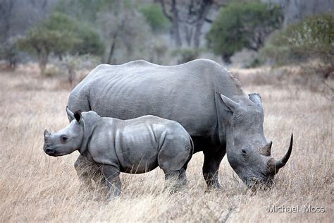 "Mother And Baby Rhino" by Michael Moss | Redbubble