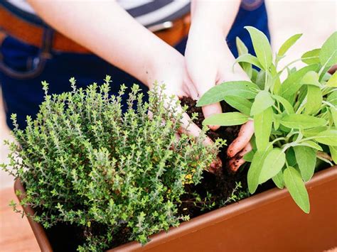 17 Urban Garden Tips for Small Spaces | Reader's Digest Canada