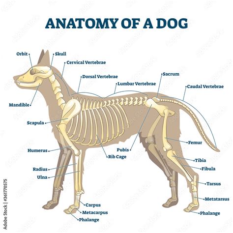 Anatomy of dog skeleton with labeled inner bone scheme vector ...