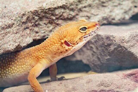 How to take care of your Leopard Gecko - complete guide - Leopardgecko