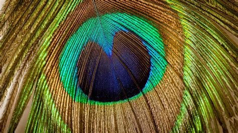 HD Peacock Feathers Wallpapers | PixelsTalk.Net