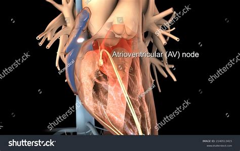 Heart Anatomy Av Atrioventricular Node Medical Stock Illustration ...