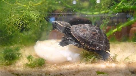 3-striped Mud Turtle Hatchling Chowing Down - YouTube