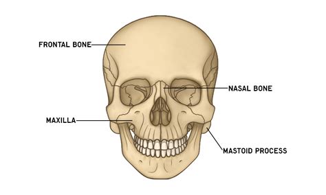 Skull Anatomy | Bones in The Skull | AnatomyStuff