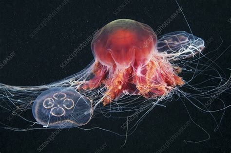 Jellyfish feeding - Stock Image - C021/6793 - Science Photo Library