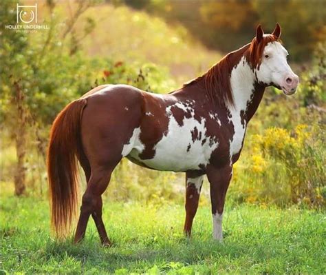 Handsome chestnut and white overo paint stallion. (Holley Underhill ...