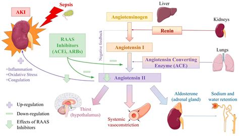 JCM | Free Full-Text | Role of the Renin Angiotensin Aldosterone System ...