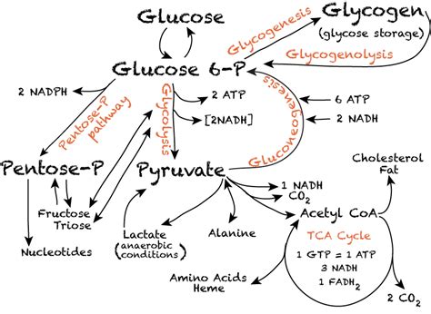 CARBOHYDRATE METABOLISM : INTRODUCTION