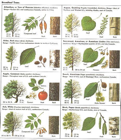 Identify trees with pictures | Tree identification, Tree leaf ...