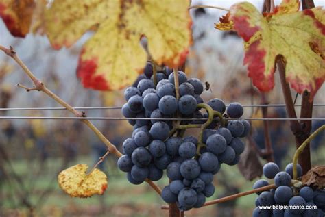 Nebbiolo harvest