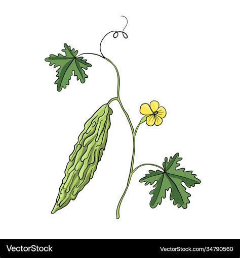 Drawing bitter melon plant Royalty Free Vector Image