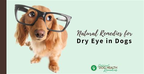 Dry Eye in Dogs | Causes, Symptoms, & Natural Remedies