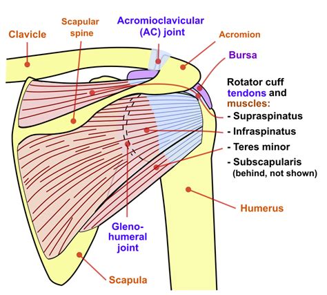 Shoulder joint back-en - Supraspinatus muscle - Wikipedia | Rotator ...