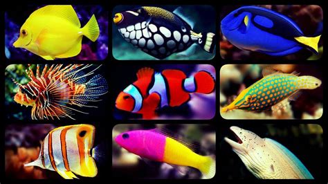 TYPES OF SALTWATER AQUARIUM FISH | CORAL REEF TANK FISH | SHARKS ...