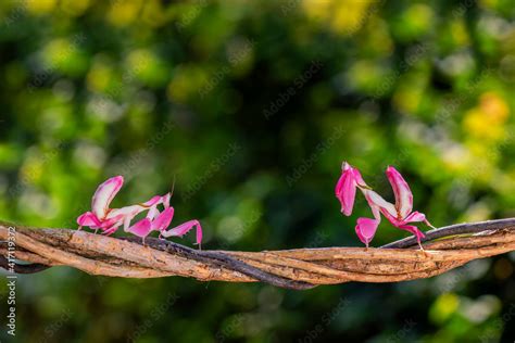 Orchid Mantis Camouflage. The praying mantis were fighting on the vine ...