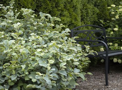 Blue-Shadow-Fothergilla-Photo-Courtesy-of-Monrovia | Sublime Garden ...