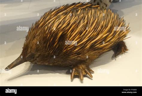 Replica echidna animal anteater egg laying mammal ant spiny spines ...