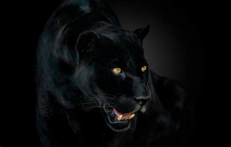 Black Panther Eyes Wallpapers - Top Free Black Panther Eyes Backgrounds ...