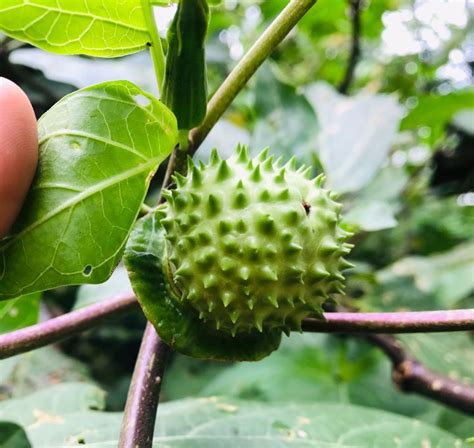 100 biji buah kecubung asli - Kualitas No.1 - Pakan burung atau Obat ...