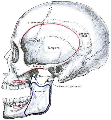 Asterion Skull