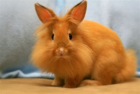 Lionhead Rabbit | Funny Animals