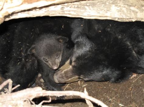 The curious life of hibernating black bears – Questions for our sleepy ...