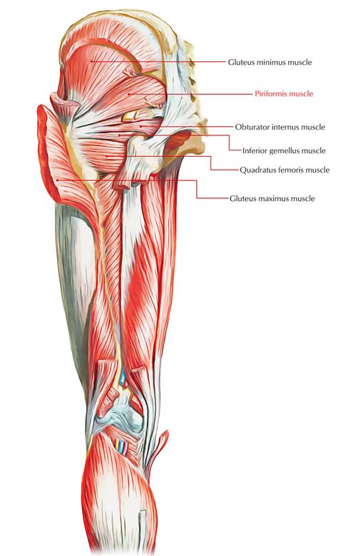 Muscles of the Pelvis – Earth's Lab