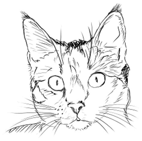 Cat face | Free SVG