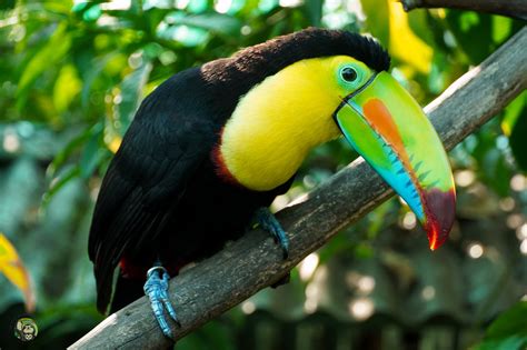 Wildlife Catalog: Keel Billed Toucan – Toucan Rescue Ranch