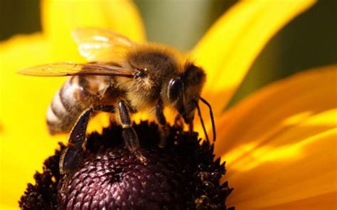 Honey bee species || BeeKeeping