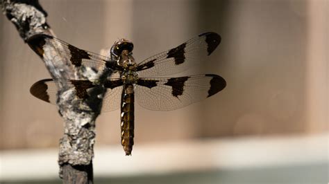 Dragonfly Wings – akervand