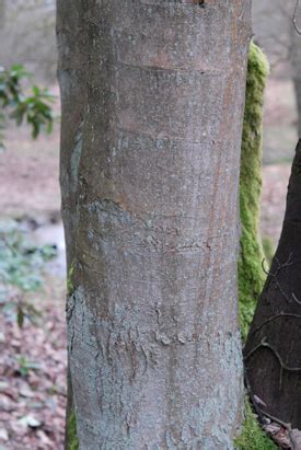 Poplar Tree Identification Bark