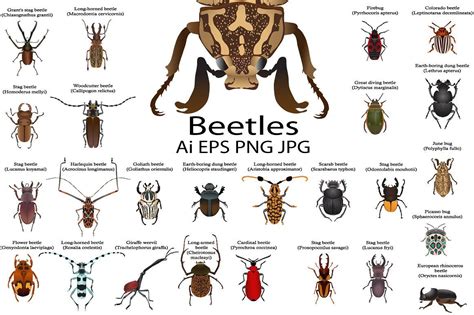 Beetles | Stag beetle, Goliath beetle, Beetle