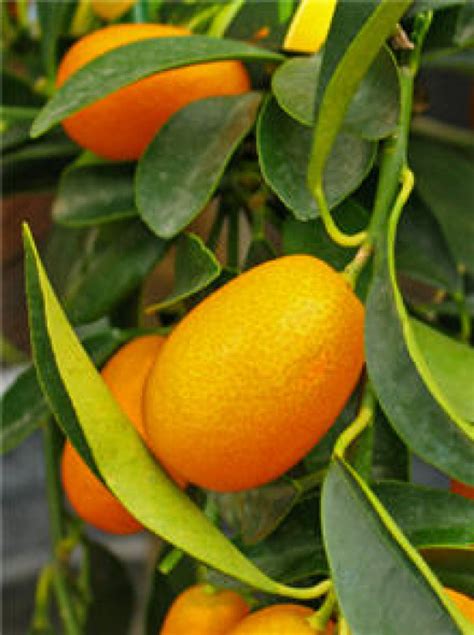 Indoor Citrus Trees | HubPages