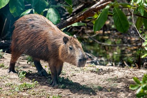 Premium Photo | Capybara in its natural habitat