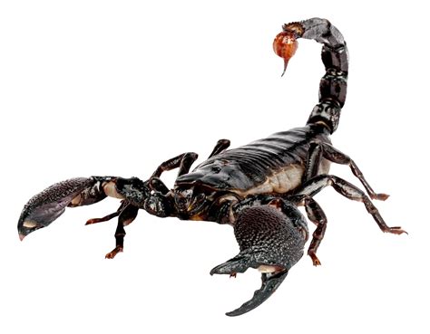 Scorpion PNG Image - PurePNG | Free transparent CC0 PNG Image Library