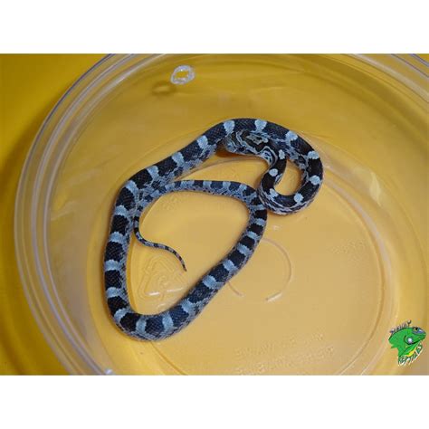 Anery Corn Snake - baby - Strictly Reptiles