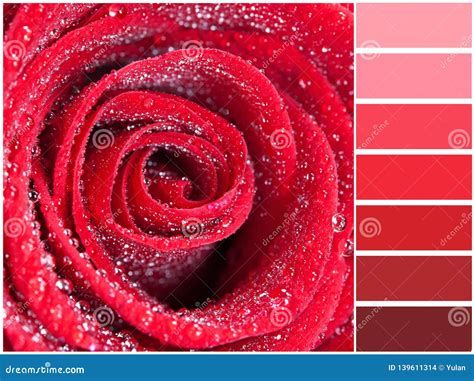 Color Palette Series: Shades of Scarlet Stock Photo - Image of rose ...