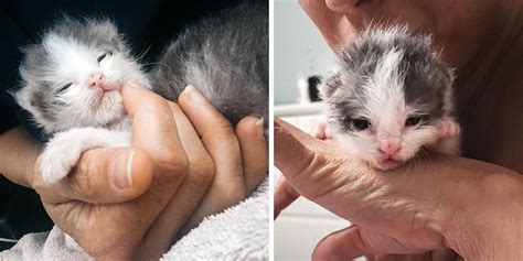 No One Expected This Kitten to Survive But Shelter Volunteer Gave Him a ...